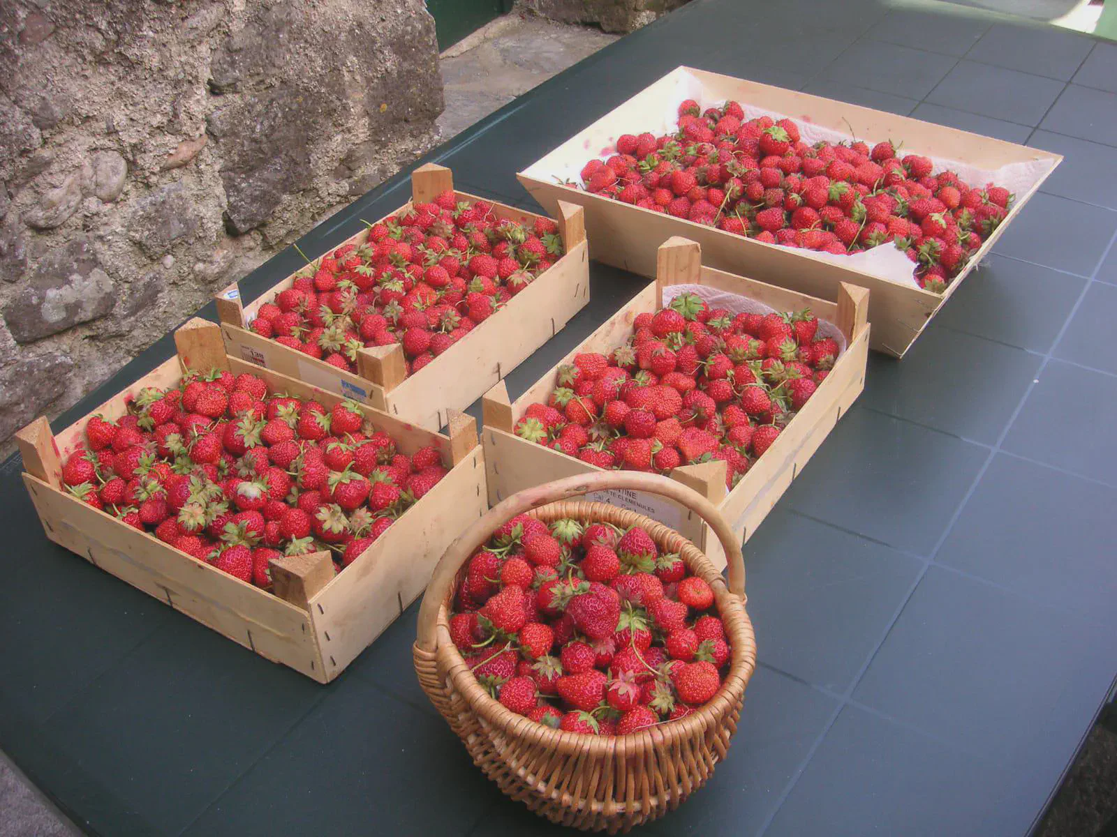 Cagettes de fraises cueillies au jardin
